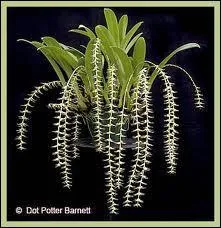 Celle-l s'appelle ...