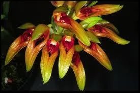 Cette orchide s'appelle :