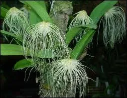 Celle-l s'appelle ...