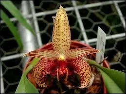 Cette orchide s'appelle ...