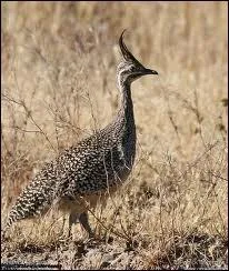 Comment s'appelle ce petit oiseau ?