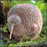 Comment s'appelle ce kiwi ?