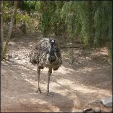 Comment s'appelle ce grand oiseau ?