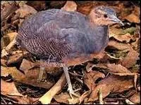 Comment s'appelle ce tinamou ?