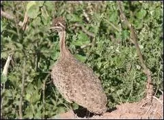 Comment s'appelle cet oiseau ?