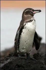 Comment s'appelle ce manchot ?