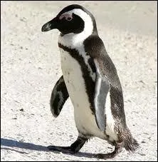 Ce manchot s'appelle :