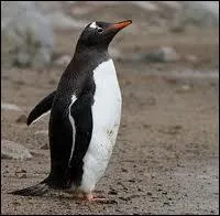 Celui-ci s'appelle :