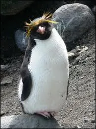 Comment s'appelle cet oiseau ?