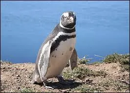 Celui-ci s'appelle :