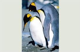 Quiz Animaux