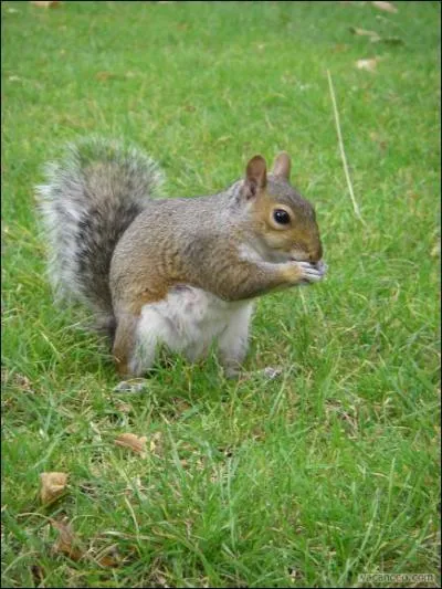 Quels animaux sauvages se trouvent en grand nombre dans les espaces verts londoniens ?