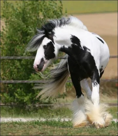 L'Irish Cob est aussi appel :