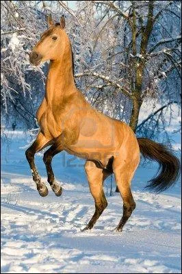 Quelle est la robe du cheval Akhal-Kete ?