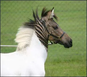 Avec quoi ce zbre est-il crois ?