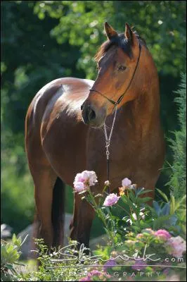 Quels animaux sont de la mme famille que le cheval ?