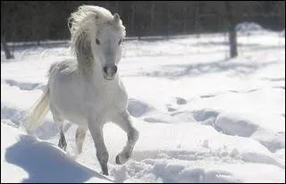 Quel est le cheval qui est apparu en premier sur Terre ?