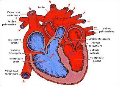 Le coeur est l'organe qui assure la circulation sanguine. C'est le moteur du systme circulatoire. Chez l'humain,  quelle frquence se contracte-t-il en moyenne par minute ?