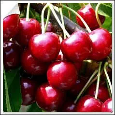 En juillet le cerisier 'bigarreau' produit de trs gros fruits  chair ferme qui ont la forme d'un coeur. Ce sont des :