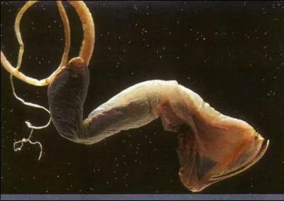 Non, ce n'est pas une vieille chausette ! C'est un(e) ...