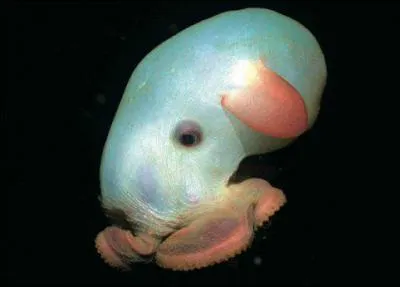 Quel est cet animal ? (Non, ce n'est pas un extraterrestre )