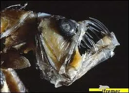 Quel est ce poisson ?