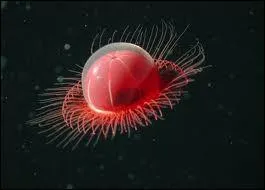 Une invasion extraterrestre ? Ou un(e) ...