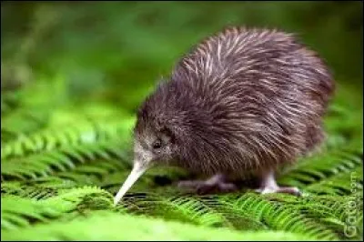 De quel produit ''Kiwi'' est-il un spécialiste ?