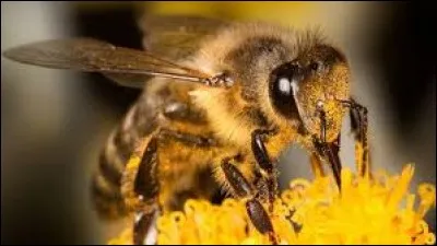 On finit avec la marque ''L'Abeille'' connue pour...
