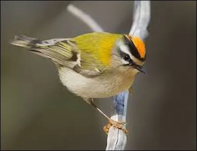 Quel genre de fromage est le ''Roitelet'' ?