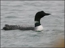 Comment s'appelle ce plongeon ?