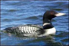 Comment s'appelle cet oiseau ?