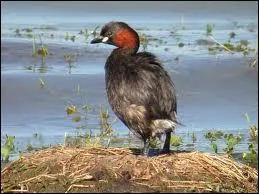 Comment s'appelle ce grbe ?