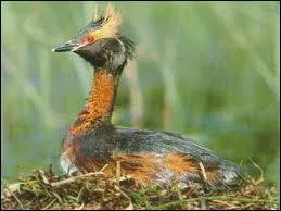 Comment s'appelle ce grbe ?