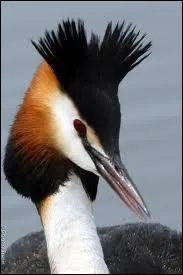 Comment s'appelle cet oiseau ?