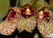 Quiz Les orchides (6)