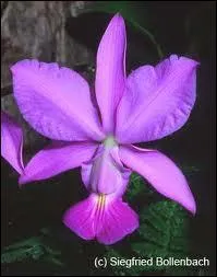 Comment s'appelle cette fleur ?