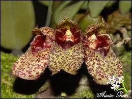 Cette orchide s'appelle :