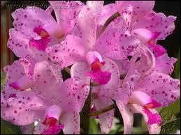 Celle-l s'appelle ...