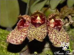 Quiz Fleurs