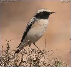 Comment s'appelle ce Traquet ?