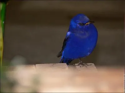 Ce grandala s'appelle :