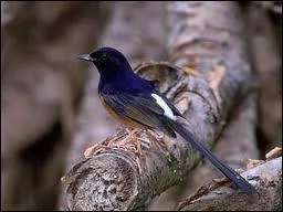 Cet oiseau c'est un ?