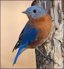 Comment s'appelle ce merle ?