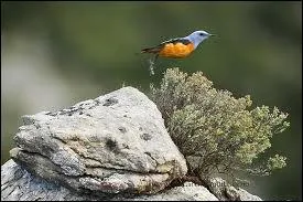 Ce merle s'appelle le :