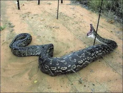 Harry parle la langue des serpents. Le nom de cette langue est...