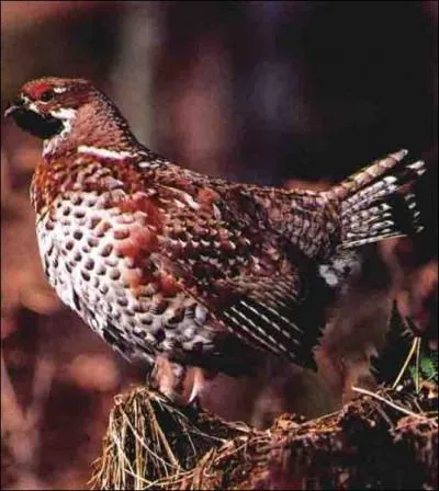 Quel est l'autre nom du gallinac appel parfois 'poule des bois ' ?