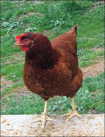 La poule domestique est leve pour sa chair, ses oeufs et ses plumes. Elle vit en moyenne 12 ans et commence  pondre vers 6mois. Aprs combien de jours d'incubation un oeuf fcond clot-il ?