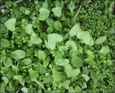 A Cuba, il n'y a pas que les feuilles de tabac, il y a aussi...