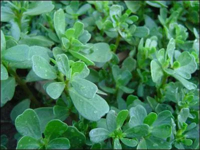 Ce lgume est une excellente source de vitamine A, mais comment se nomme t-il ?